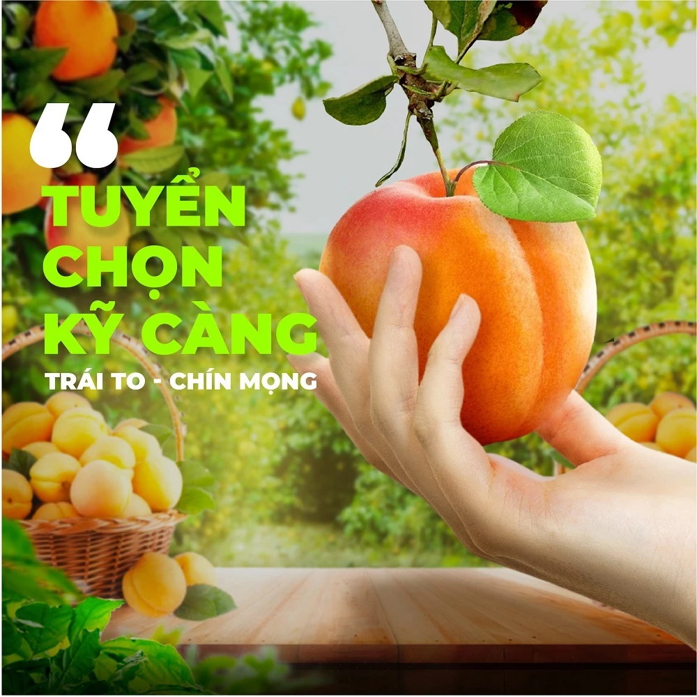 Mơ sấy dẻo Thổ Nhĩ Kỳ TANU NUTS ăn kiêng, ăn vặt mẹ bầu